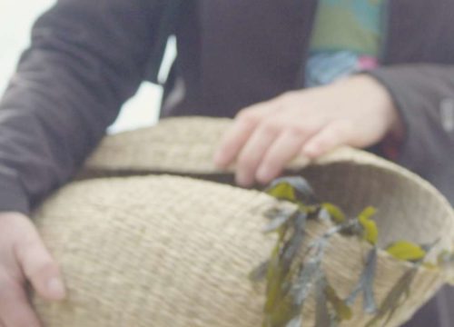 A person foraging while holding a straw hat with a ribbon.