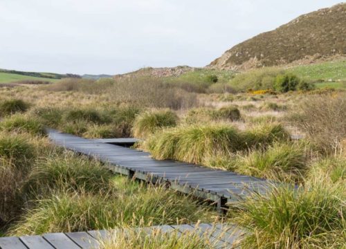 A wooden boardwalk meandering through Fenor Bog, a verdant wetland with lush grasses and gentle rolling hills in the background, under a soft cloudy sky.