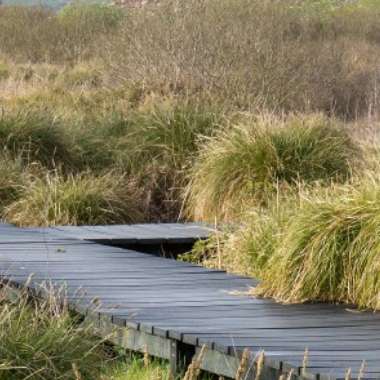 A winding wooden boardwalk meanders through lush green grasses in a natural outdoor setting, highlighting the fenor bog restoration efforts.