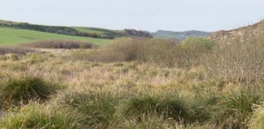 Rolling hills covered with tall grasses and shrubbery under a soft blue sky, embodying the essence of peatland restoration.