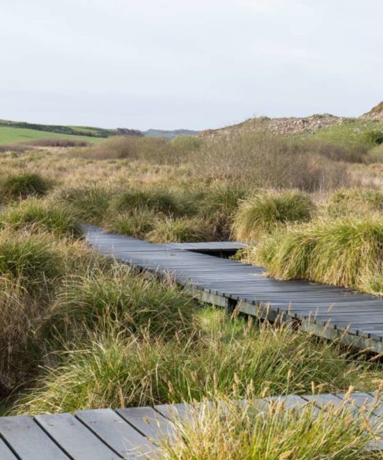 A wooden boardwalk meanders through lush green grasses in Fenor Bog, inviting a peaceful walk amidst wetland conservation efforts to preserve biodiversity.