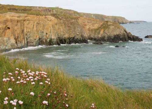 Rugged cliffs meet gentle waves at Knockmahon Cove, as wildflowers bloom along the serene coast.