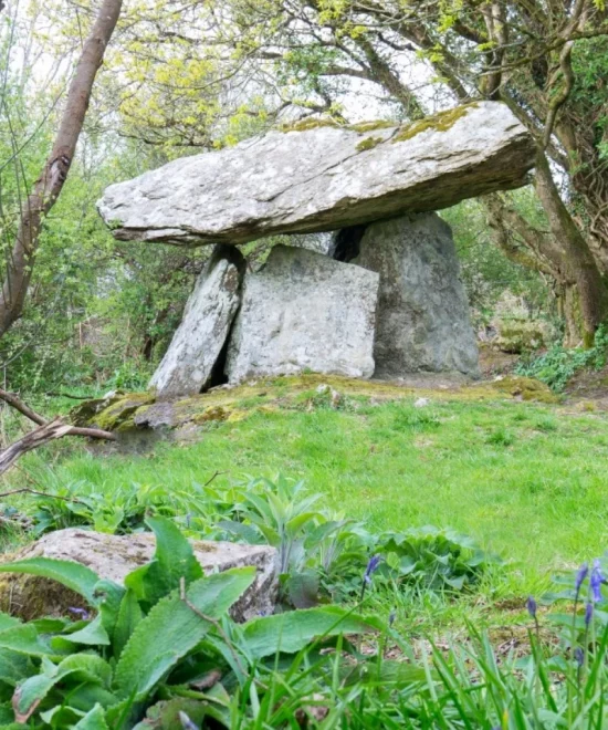 A stone dolmen stands in a lush, green forest clearing. This marvel of ancient history features a large flat stone balanced atop several upright stones. Surrounding the dolmen are trees and various plants, including patches of grass and small purple flowers—a serene testament to archaeology.